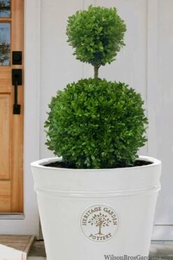 Dwarf English Boxwood Two-Ball Poodle Tier Topiary - 3 Gallon Pot