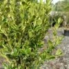 Sunburst Variegated Korean Boxwood - 1 Gallon Pot