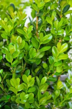 Winterstar Boxwood - 1 Gallon Pot -Wilson Bros Gardens Shop buxus winterstar boxwood 1 1
