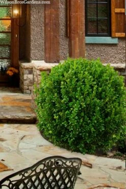 Winterstar Boxwood - 2 Gallon Pot -Wilson Bros Gardens Shop buxus winterstar boxwood 4