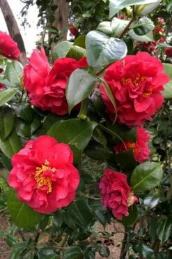 Turandot Camellia Japonica - 7 Gallon Pot -Wilson Bros Gardens Shop caellia turandot 20