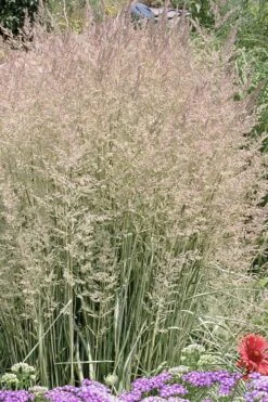 Avalanche Feather Reed Grass (Calamagrostis) - 3 Gallon Pot 9 Avalanche Feather Reed Grass (Calamagrostis) - 3 Gallon Pot -Wilson Bros Gardens Shop calamagrostis x acutiflora avalanche feather reed grass 4