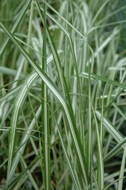 Avalanche Feather Reed Grass (Calamagrostis) - 3 Gallon Pot 8 Avalanche Feather Reed Grass (Calamagrostis) - 3 Gallon Pot -Wilson Bros Gardens Shop calamagrostis x acutiflora avalanche feather reed grass 6