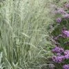 Avalanche Feather Reed Grass (Calamagrostis) - 3 Gallon Pot