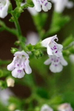 Calamint Plant (Calamintha Nepeta) - 1 Gallon Pot -Wilson Bros Gardens Shop calamint 14