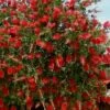 Red Cluster Bottlebrush Tree - 7 Gallon Pot