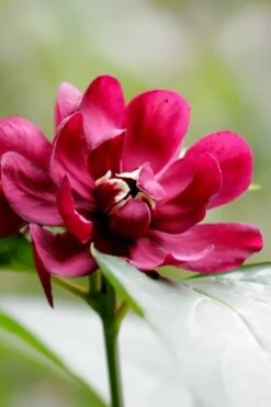 Hartlage Wine Sweetshrub (Calycanthus Raulstonii) - 3 Gallon Pot -Wilson Bros Gardens Shop calycanthus raulstonii hartlage wine sweetshrub 2