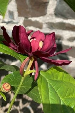 Hartlage Wine Sweetshrub (Calycanthus Raulstonii) - 3 Gallon Pot -Wilson Bros Gardens Shop calycanthus raulstonii hartlage wine sweetshrub 3