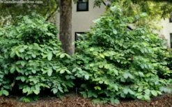 Hartlage Wine Sweetshrub (Calycanthus Raulstonii) - 3 Gallon Pot -Wilson Bros Gardens Shop calycanthus raulstonii hartlage wine sweetshrub 5