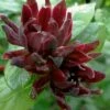Simply Scentsational Sweetshrub (Calycanthus ) - 3 Gallon Pot