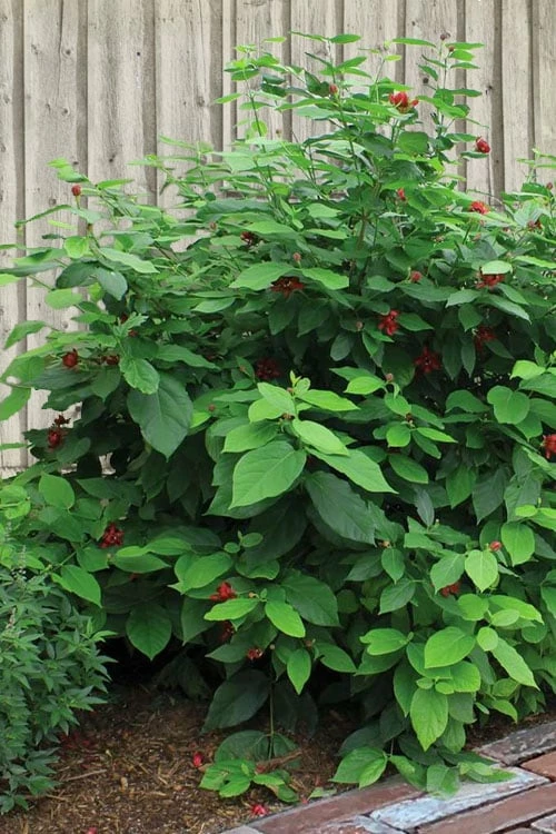 Simply Scentsational Sweetshrub (Calycanthus ) - 3 Gallon Pot 7 Simply Scentsational Sweetshrub (Calycanthus ) - 3 Gallon Pot - Image 7