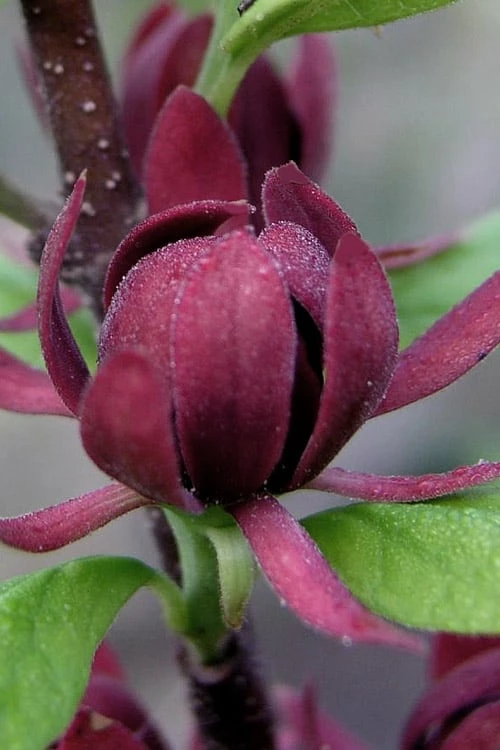 Simply Scentsational Sweetshrub (Calycanthus ) - 3 Gallon Pot 4 Simply Scentsational Sweetshrub (Calycanthus ) - 3 Gallon Pot - Image 4