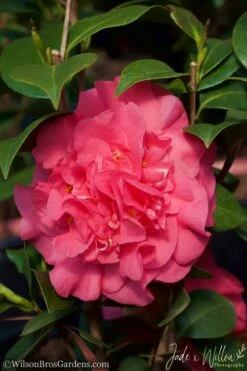 Ack-Scent Fragrant Pink Camellia Japonica - 1 Gallon Pot -Wilson Bros Gardens Shop camellia ack scent jw 2