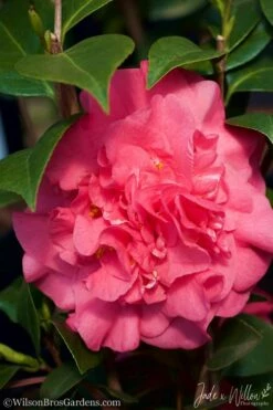 Ack-Scent Fragrant Pink Camellia Japonica - 3 Gallon Pot -Wilson Bros Gardens Shop camellia ack scent jw 3 1