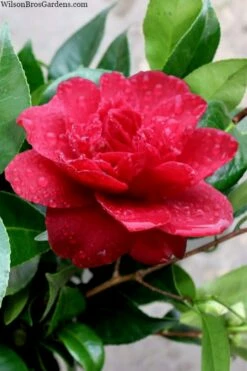 Altheaflora Camellia - 3 Gallon Pot -Wilson Bros Gardens Shop camellia altheaflora 1
