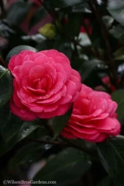 April Dawn Cold Hardy Camellia Japonica - 1 Gallon Pot -Wilson Bros Gardens Shop camellia april dawn 20