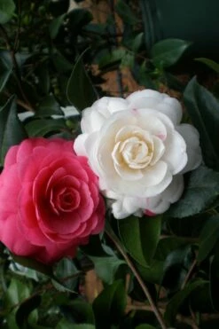 April Dawn Cold Hardy Camellia Japonica - 1 Gallon Pot -Wilson Bros Gardens Shop camellia april dawn 21