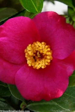 April Melody Camellia Japonica - 3 Gallon Pot