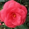 Arctic Rose Cold Hardy Red Camellia - 1 Gallon Pot