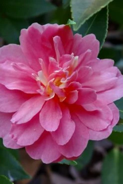 Autumn Spirit Camellia - Hybrid - 3 Gallon Pot -Wilson Bros Gardens Shop camellia autumn spirit 21