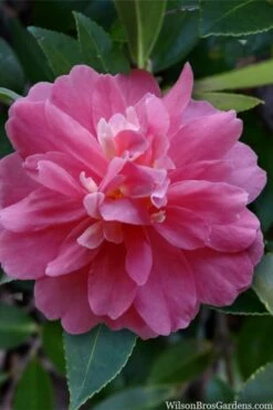 Autumn Spirit Camellia - Hybrid - 3 Gallon Pot -Wilson Bros Gardens Shop camellia autumn spirit 22