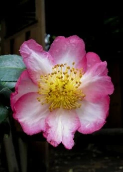 Autumn Sunrise Camellia Sasanqua - 1 Gallon Pot -Wilson Bros Gardens Shop camellia autumn sunrise 10