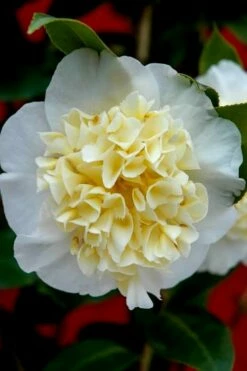 Brushfield Yellow Camellia Japonica - 6 Pack Of 1 Gallon Pots -Wilson Bros Gardens Shop camellia brushfield yellow 25 2