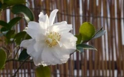Chisato No Aki Camellia Japonica - 3 Gallon Pot -Wilson Bros Gardens Shop camellia chisato no aki 5