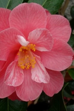 Coral Delight Camellia Hybrid - 1 Gallon Pot -Wilson Bros Gardens Shop camellia coral delight 3 1