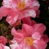 Coral Delight Camellia Hybrid - 3 Gallon Pot