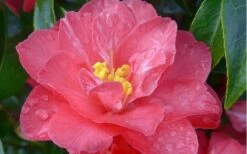 Coral Delight Camellia Hybrid - 3 Gallon Pot -Wilson Bros Gardens Shop camellia coral delight 5
