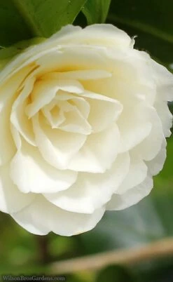 Dahlonega Camellia Japonica - 3 Gallon Pot -Wilson Bros Gardens Shop camellia dahlonega 3