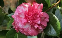 Sacred Dance Camellia Japonica 'Daikagura' - 3 Gallon Pot -Wilson Bros Gardens Shop camellia daikagura 20