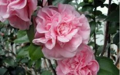 Debutante Pink Camellia Japonica - 6 Pack Of 1 Gallon Pots -Wilson Bros Gardens Shop camellia debutante pink 5