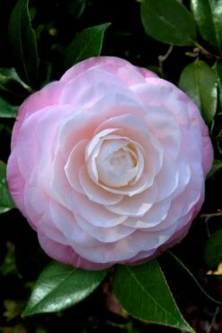 New Release 13 Ella Ward Parsons Camellia - 3 Gallon Pot