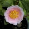 Frost Princess Camellia - 3 Gallon Pot
