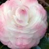 Guest Star Camellia Japonica - 3 Gallon Pot