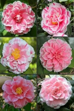 Brilliant Gem Fragrant Camellia Japonica 'Herme' - 1 Gallon Pot -Wilson Bros Gardens Shop camellia herrmes 1 1