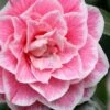 Brilliant Gem Fragrant Camellia Japonica - Herme - 3 Gallon Pot