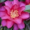 Hiryu Camellia Sasanqua - 3 Gallon Pot