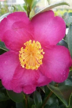 Hiryu Camellia Sasanqua - 3 Gallon Pot -Wilson Bros Gardens Shop camellia hiryu 2