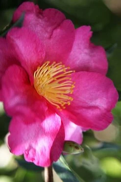 Hiryu Camellia Sasanqua - 3 Gallon Pot -Wilson Bros Gardens Shop camellia hiryu 3