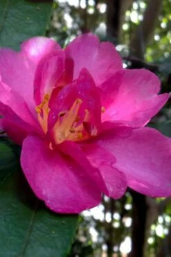 Hiryu Camellia Sasanqua - 3 Gallon Pot -Wilson Bros Gardens Shop camellia hiryu 4