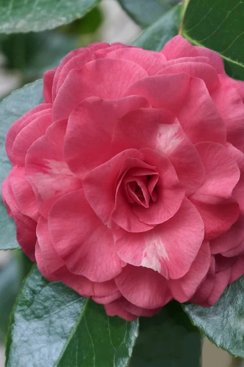 In The Pink Camellia Japonica - 3 Gallon Pot 1 In The Pink Camellia Japonica - 3 Gallon Pot