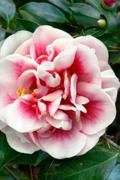 Irrational Exuberance Camellia Japonica - 1 Gallon Pot -Wilson Bros Gardens Shop camellia irrational exuberance 3