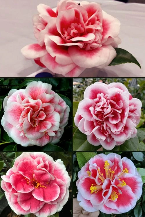 Irrational Exuberance Camellia Japonica - 3 Gallon Pot 4 Irrational Exuberance Camellia Japonica - 3 Gallon Pot - Image 4