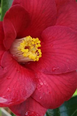Adeyaka Camellia Japonica - 3 Gallon Pot -Wilson Bros Gardens Shop camellia japonica adeyaka 1