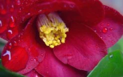 Adeyaka Camellia Japonica - 3 Gallon Pot -Wilson Bros Gardens Shop camellia japonica adeyaka 3