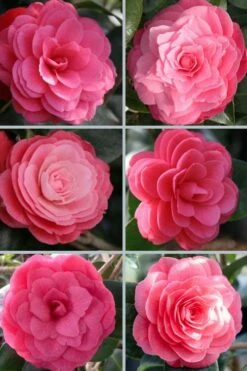 April Kiss Pink Double Flowered Camellia Japonica - 3 Gallon Pot -Wilson Bros Gardens Shop camellia japonica april kiss 102