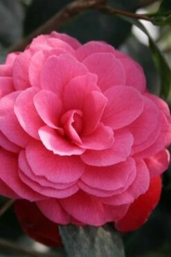 April Kiss Pink Double Flowered Camellia Japonica - 3 Gallon Pot -Wilson Bros Gardens Shop camellia japonica april kiss 103